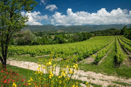 Château Saint Pons - Sentier vigneron