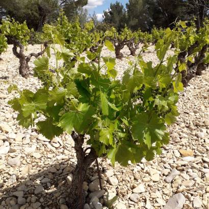 Découverte du sentier vigneron - Domaine Dames de Lune