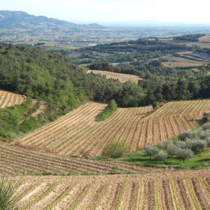 Visite du vignoble, de la cave et dégustation au Domaine Du Bramadou