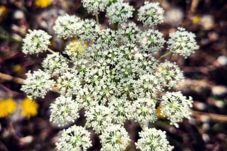 Découverte des plantes sauvages comestibles et médicinales de nos bords de chemin