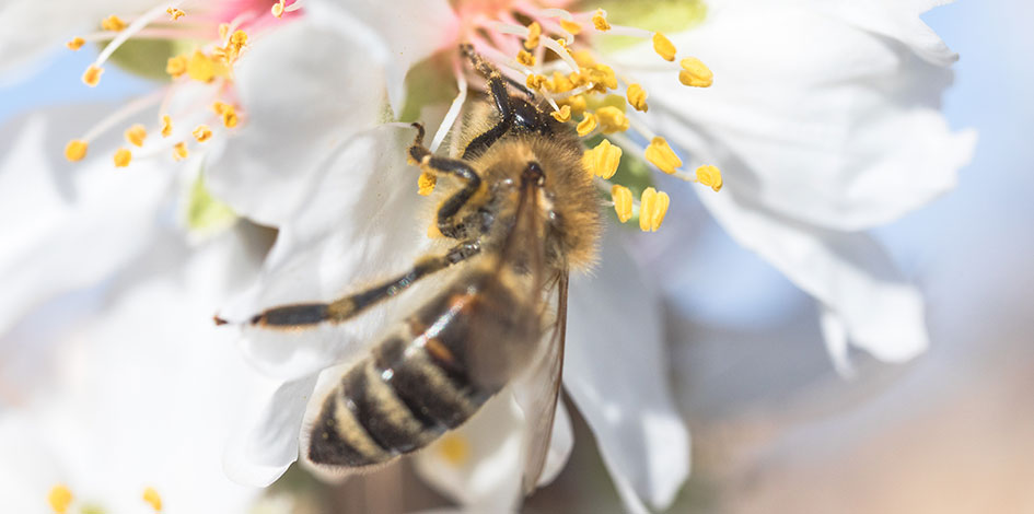 Abeille en Vaucluse