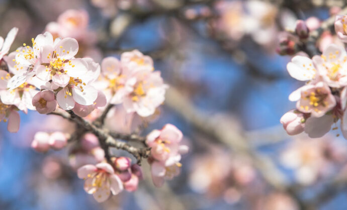 Amandiers en fleur en Vaucluse