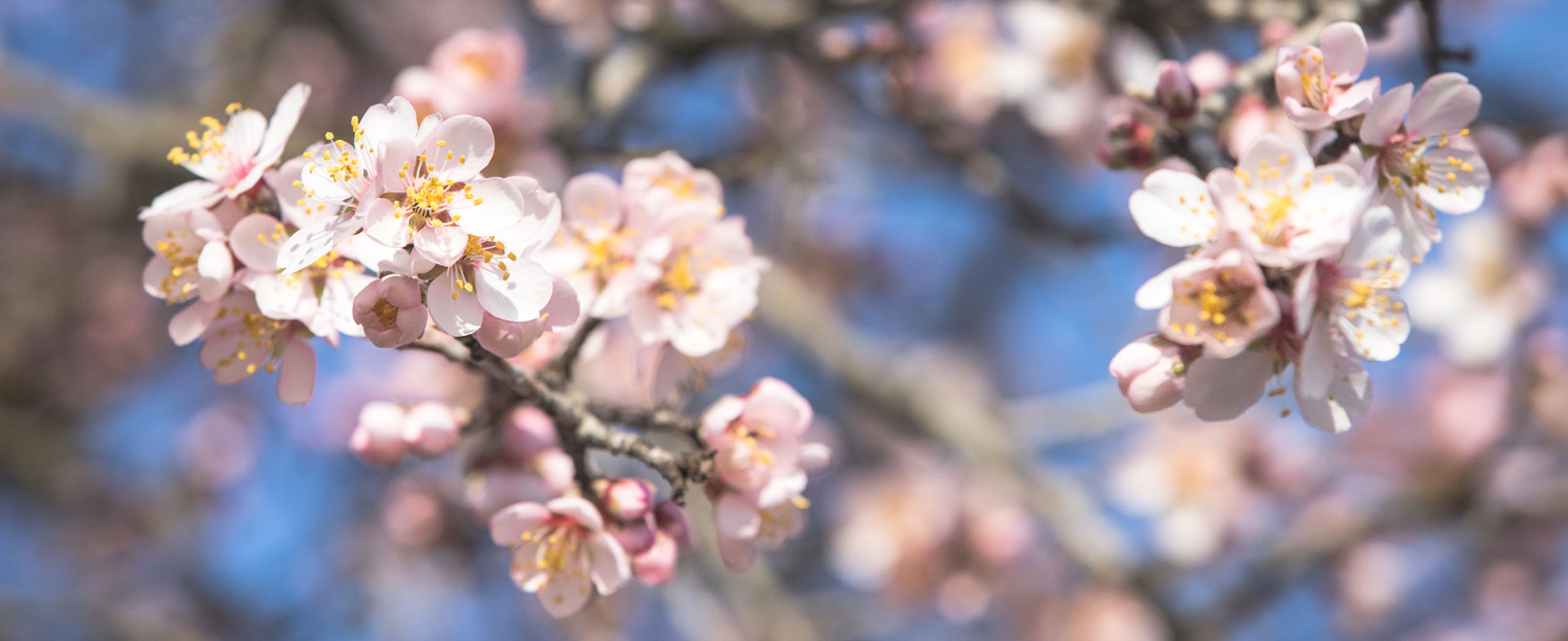 Amandiers en fleur en Vaucluse © Kessler