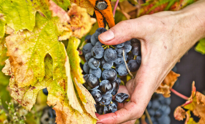 Assister aux vendanges en Vallée du Rhône @ Kessler