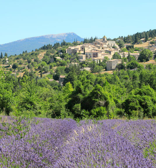 Lavande à Aurel