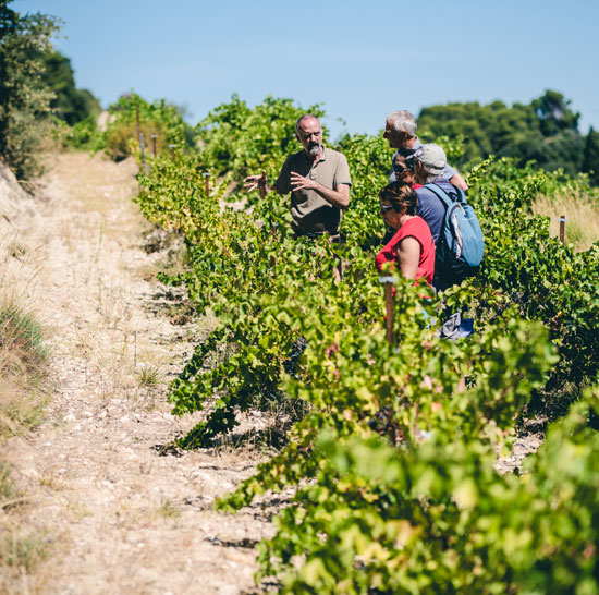 Balade dans les vignes du Vaucluse