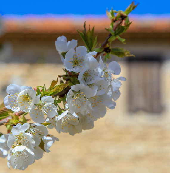 Branche de cerisier