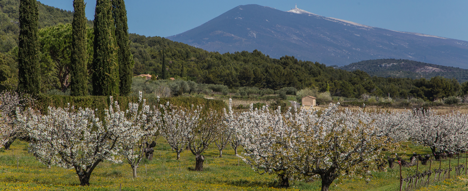 Cerisiers en fleur – Ventoux © Hocquel