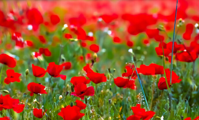 Champ de coquelicots en Provence