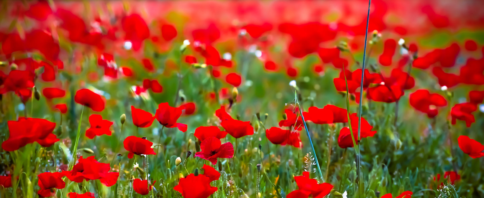 Champ de coquelicots en Provence © Hocquel