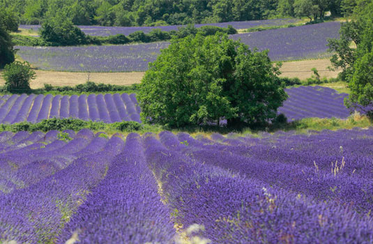 Champ de lavande