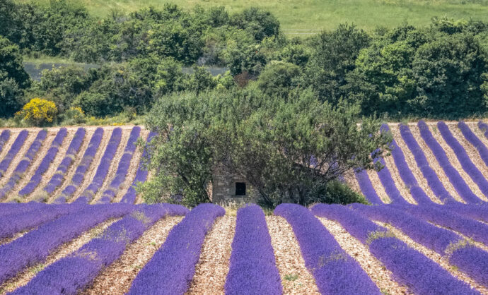 Champ de lavande