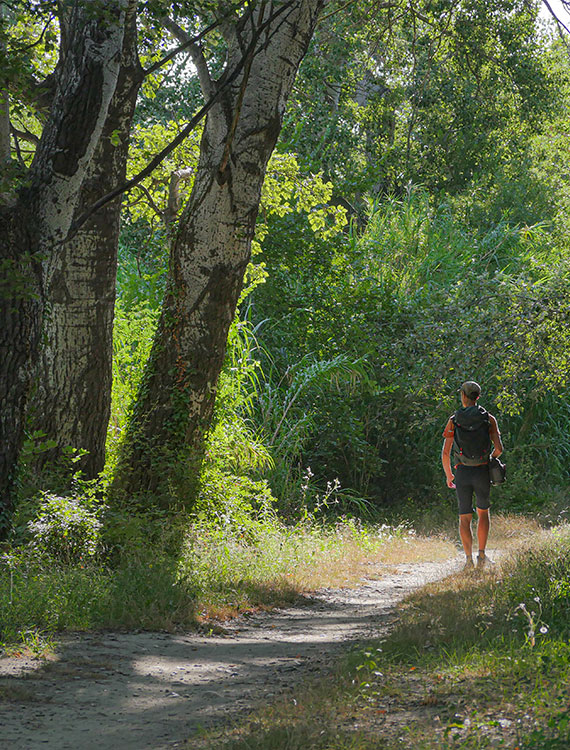 Chemin de la Barthelasse