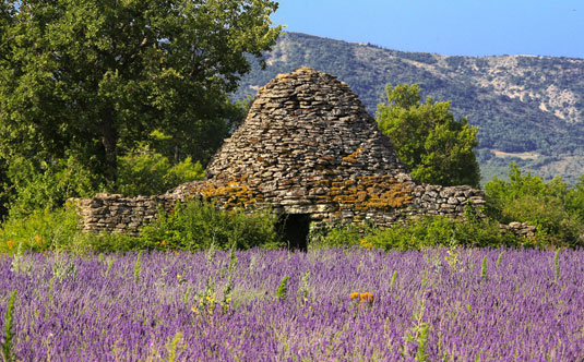 Lavande aux Claparèdes en Luberon