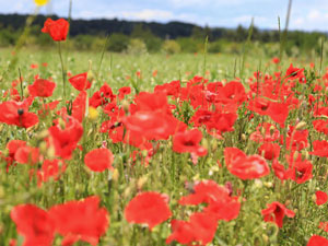 Champ de coquelicots en Vaucluse