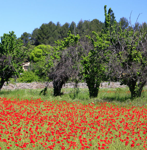 Champ de coquelicots en Luberon