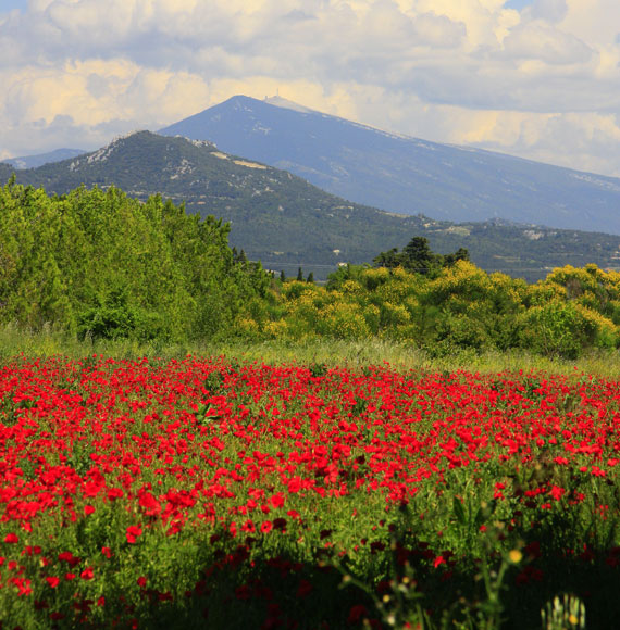 Champ de coquelicots au Ventoux