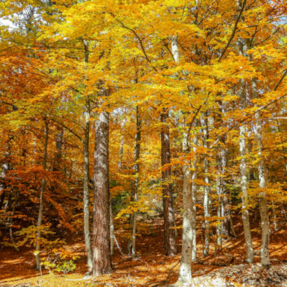 Un automne en Vaucluse