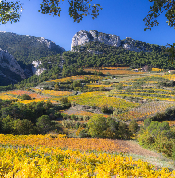 Dentelles de Montmirail à l'automne