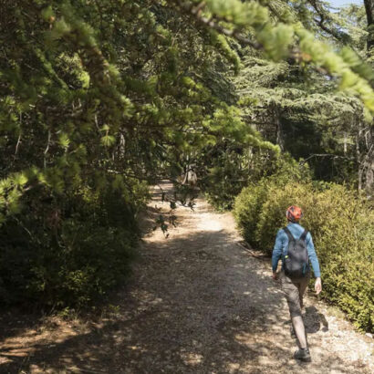 Effet waouh à la forêt des Cèdres