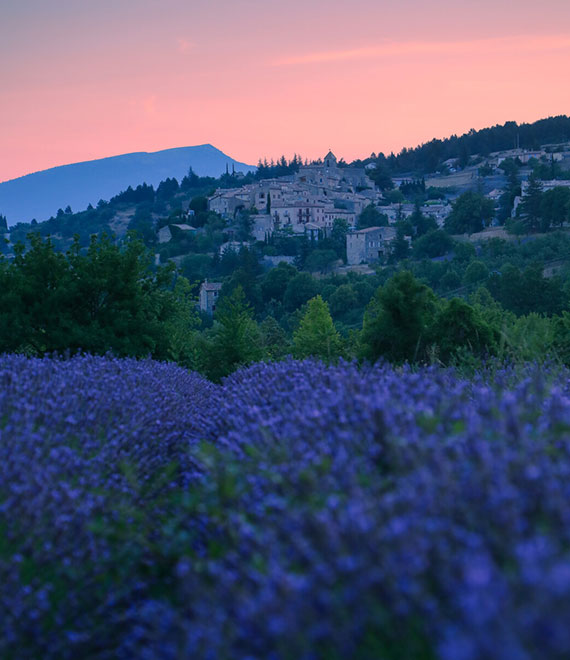 Soirée champ de lavande