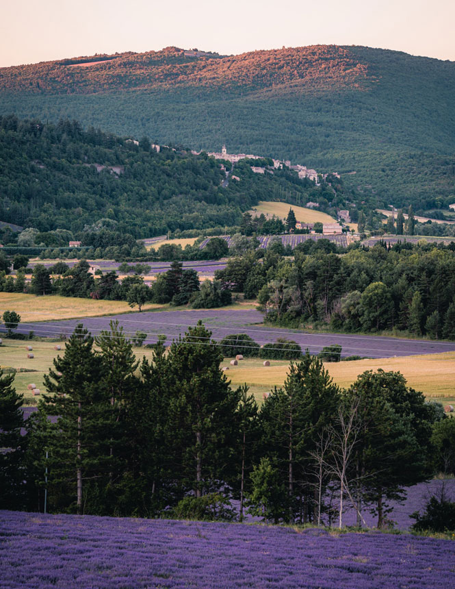 Champs de lavande au plateau de Sault