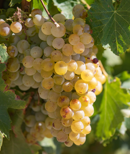 Appellation vins Vaucluse