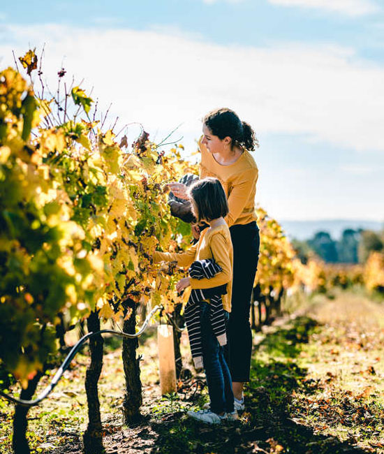 Balade dans les vignes du Vaucluse