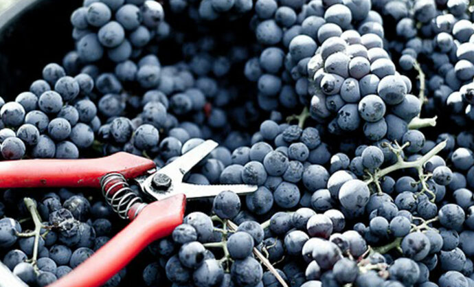 Vendanges en Vaucluse