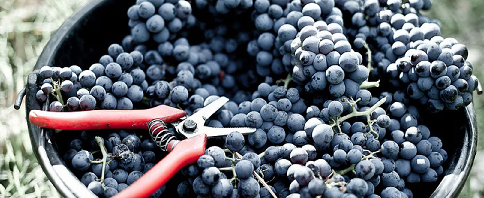 Vendanges en Vaucluse © Chateau-Pesquier