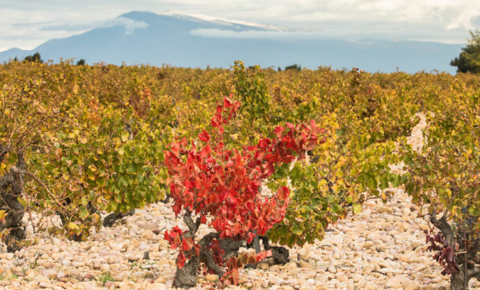 Vignes en Vallée du Rhône