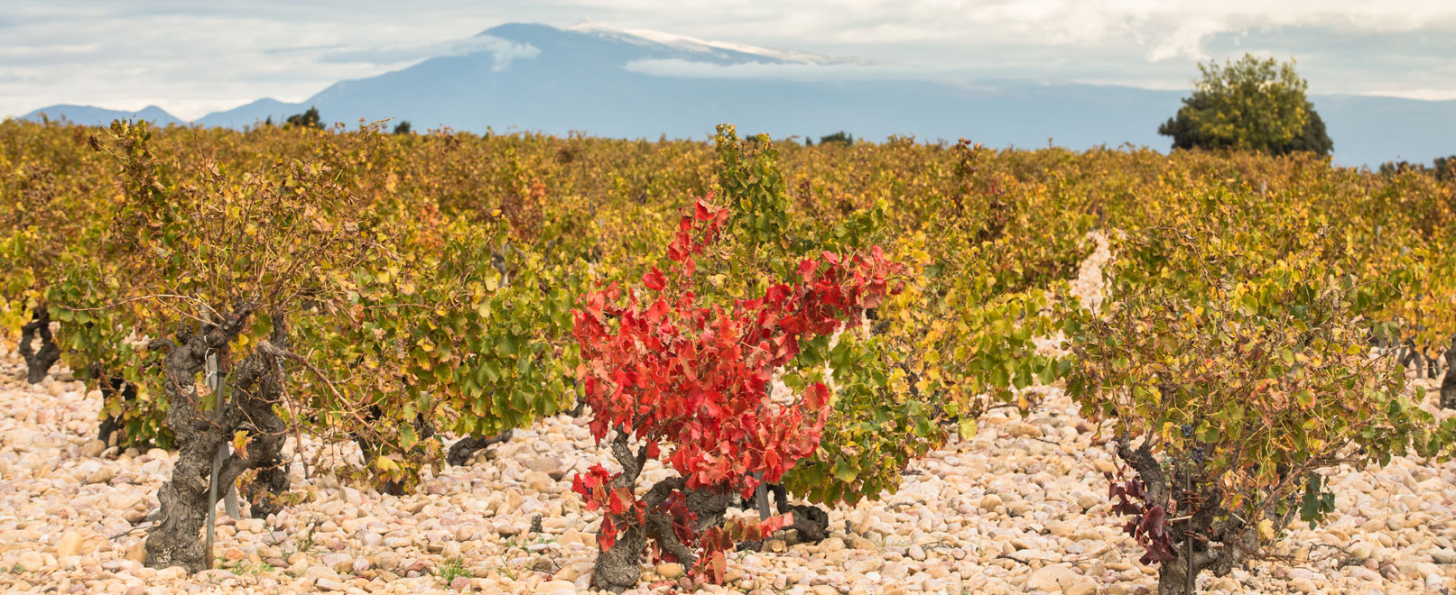 Vignes en Vallée du Rhône © Kessler