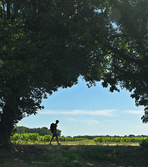 Vignes de Mondragon