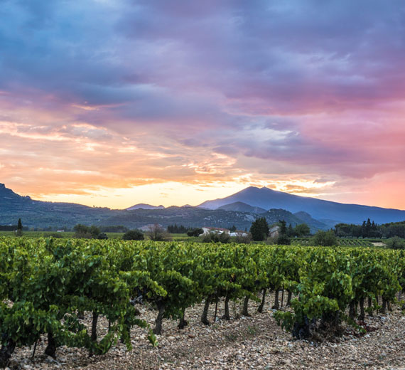 Vignes Ventoux @ Kessler