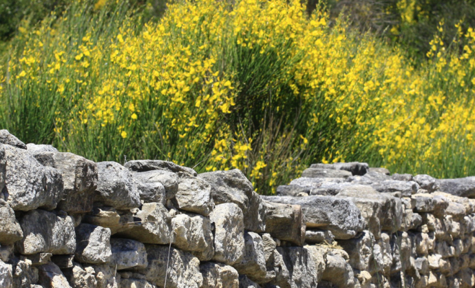 Genets en Provence