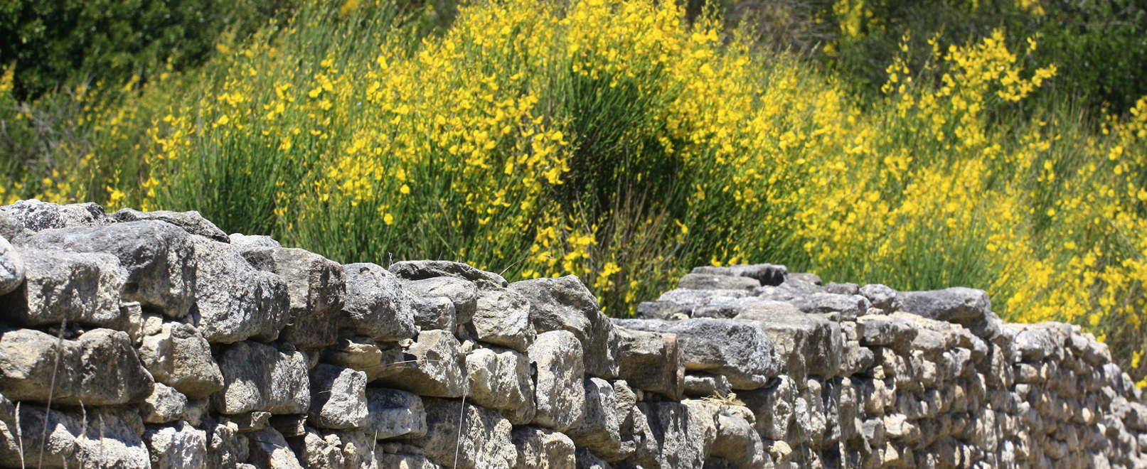 Genets en Provence © Hocquel